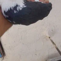گفتر حسابی  شازده