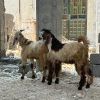 سه تا نر یه دونه ماده