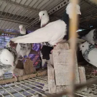 کبوتر|پرنده|قم, چهار مردان|دیوار