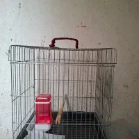 قفس عروس هلندی