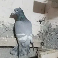 الماسی خط سفید کاکلی طاووسی کاکلی