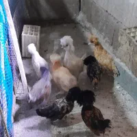 اردک اسرائیلی با جوجه اسرائیلی و جوجه مرغ