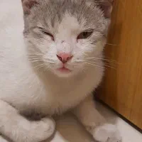 گربه دست آموز رها شده