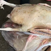 فروش غاز