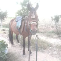 اسب مادیون