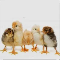 جوجه یکروزه گلپایگانی