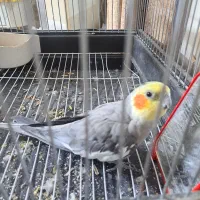 عروس هلندی نر و قفس کاسکویی