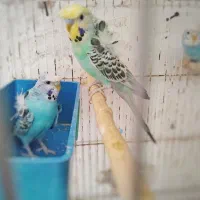 مرغ عشق پروانه ای