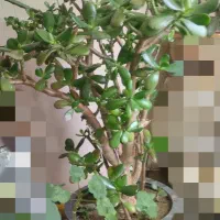 گل خانگی|کلکسیون و سرگرمی|اسکو, |دیوار