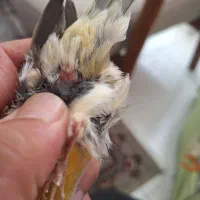 قناری ماده اماده۱۷۰۰