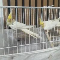 عروس هلندی