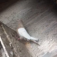 کبوتر ماده سینه ای