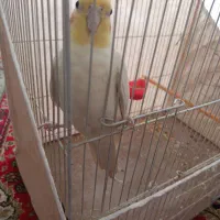 عروس هلندی دستی سخنگو نر