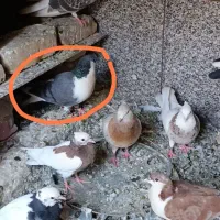 17 عدد کبوتر رنگه فروشی تکی هم میدم