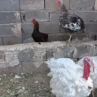 فروش حیوانات محلی (بوقلمون)