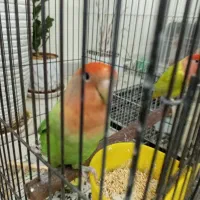 طوطی