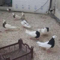 فروش کبوتر