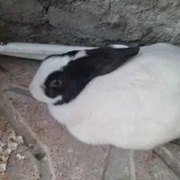 خرگوش دست آموز زیبا