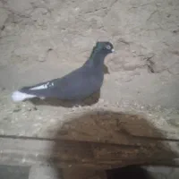 دم سفید|پرنده|فاروج, |دیوار