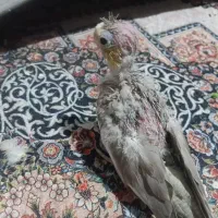 جوجه عروس هلندی
