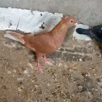 کبوتر