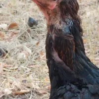 مرغ لاری کلکسیونی / گلین