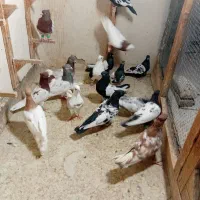 کفتر رنگه