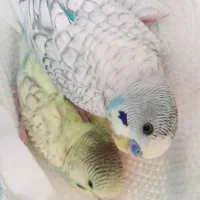 مرغ عشق نر و ماده