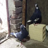 کفتر نرماده پلنگ سیاه معاوضه