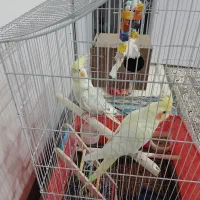 عروس هلندی ومرغ عشق