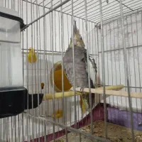 جوجه عروس هلندی خوش رنگ