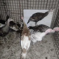 فروش بوقلمون نر و ماده