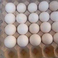 تخم بوقلمون محلی