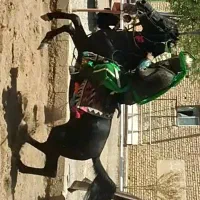 برکت نریون