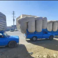 کاه گندم