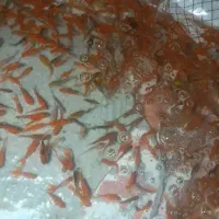 فروش عمده انواع ماهی عید با بهترین قیمت