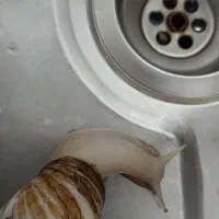 حلزون بالغ
