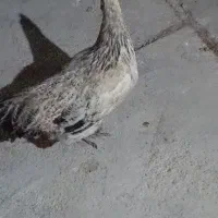 مرغ