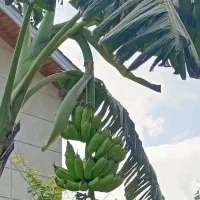 فروش نهال موز میوه دار