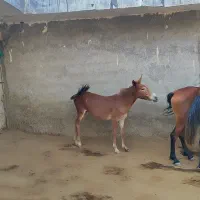 قاطر
