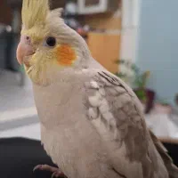 گمشده