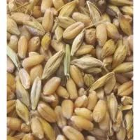 گندم و جو