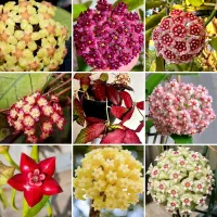 60 واریته متنوع گیاهچه هویا Hoya