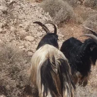 پازن داشتی