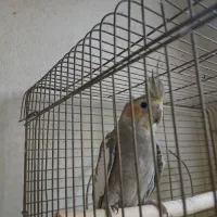 عروس هلندی نر آهویی مست معاوضه با ماده