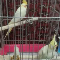 جفت عروس.اماده جوجه گیری