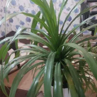 گل پاندانوس خاردار