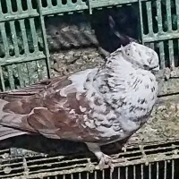 کفتر|پرنده|تهران, چیتگر شمالی|دیوار