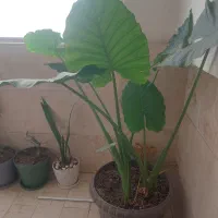 گل طبیعی باباآدم