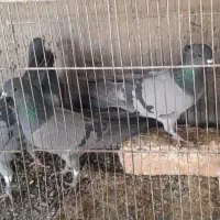 کبوتر دمگیر کاکولی فیروزه چشم مشکی پنجه مشکی
